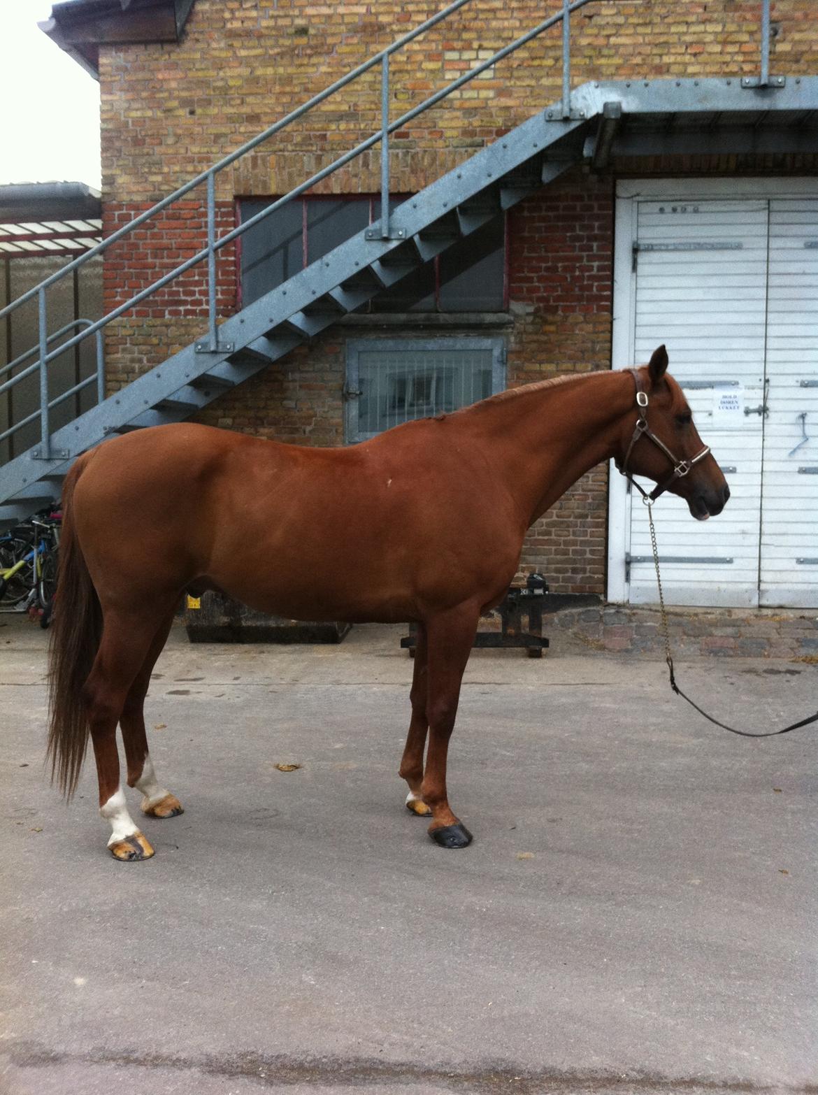 Anden særlig race Chico B-pony billede 11