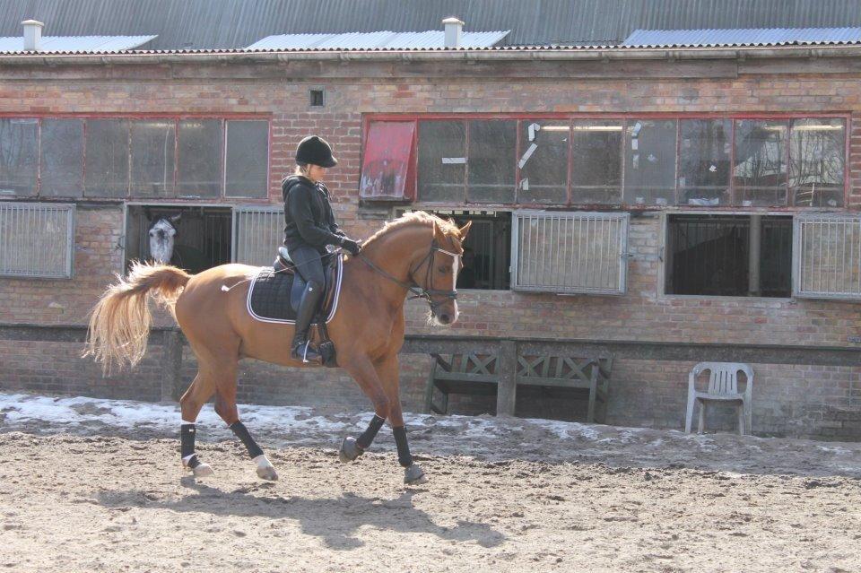 Anden særlig race Chico B-pony - April 2013  billede 13