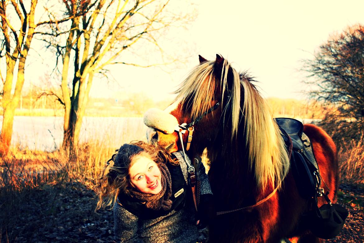 Islænder Trausti fra Nr. Omme - Altså er der andet at sige end: skønne dejlige helt vidunderlige basse hest jeg har mig <3! (stalen i Ishøj) billede 8