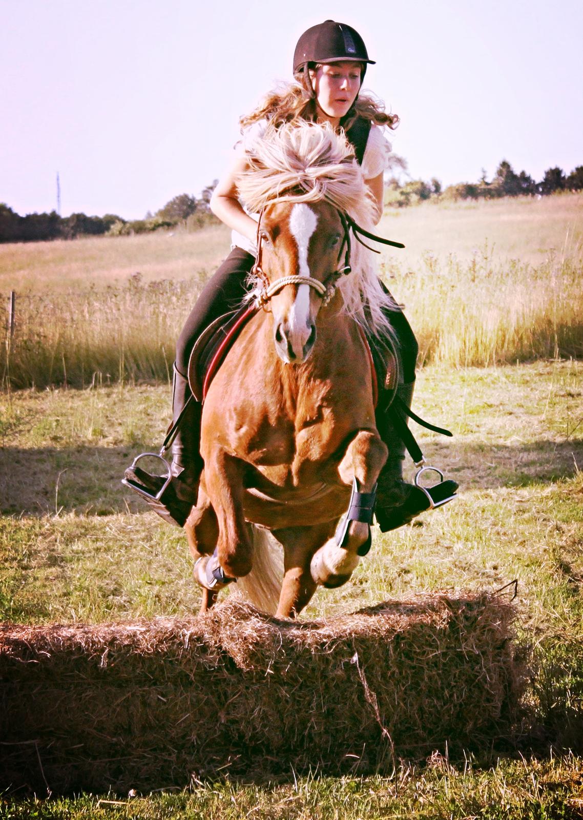 Islænder Trausti fra Nr. Omme - Ja springe det kan vi også, og helst bidløst, der fungere han klart bedst. billede 9