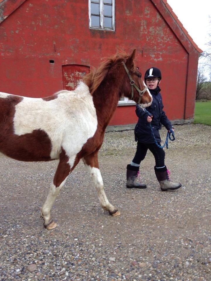 Pinto Kilgast's Tristan billede 21