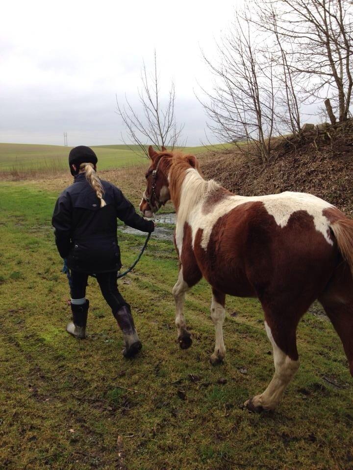 Pinto Kilgast's Tristan billede 22