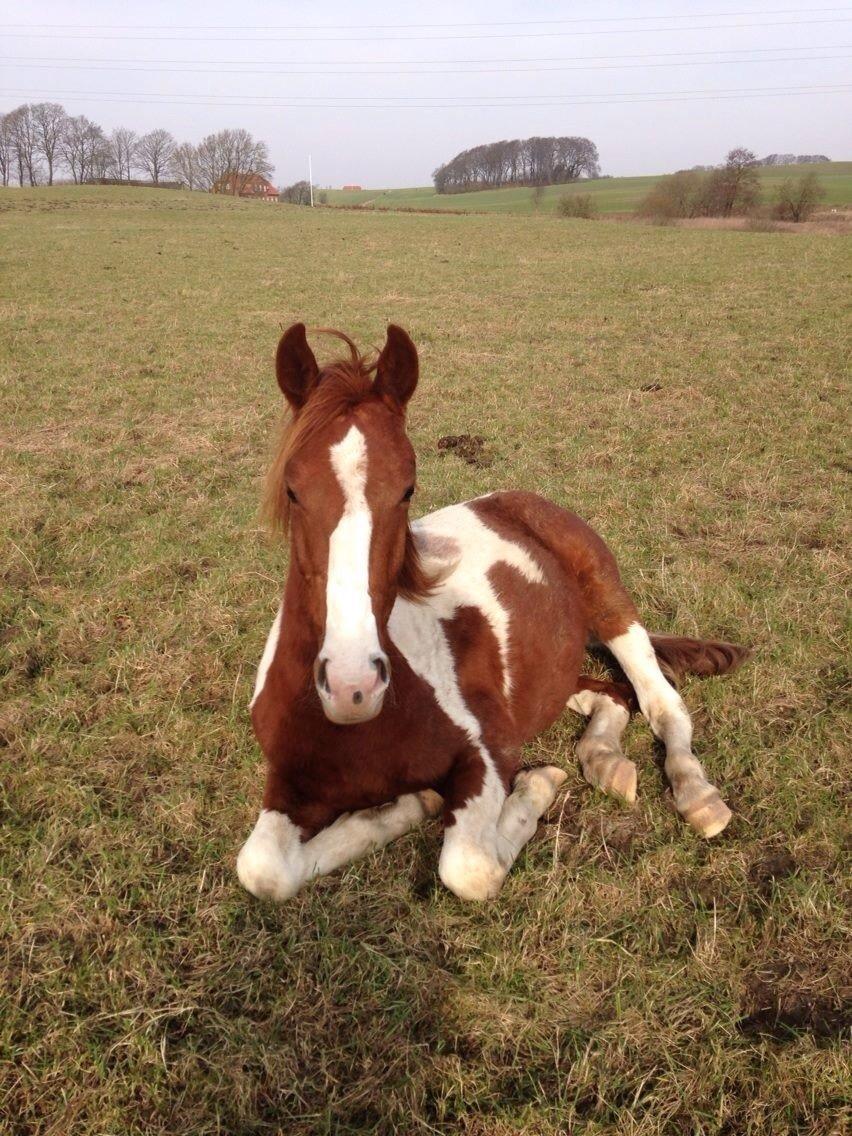 Pinto Kilgast's Tristan billede 23