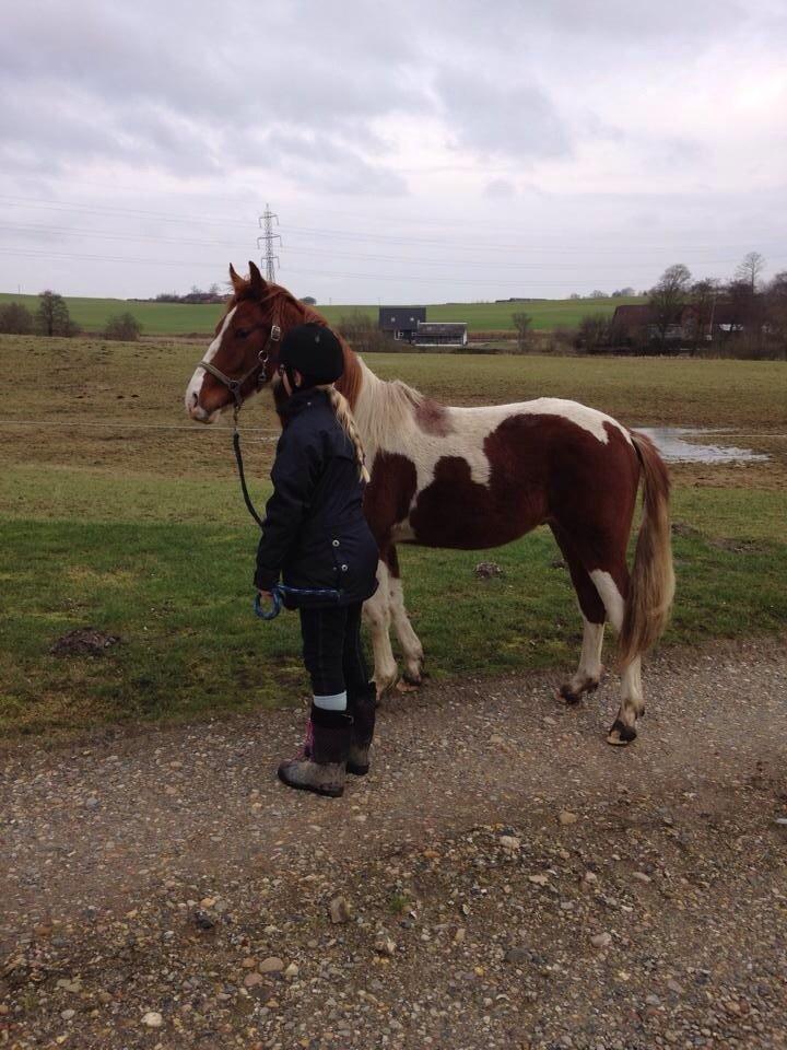 Pinto Kilgast's Tristan billede 24