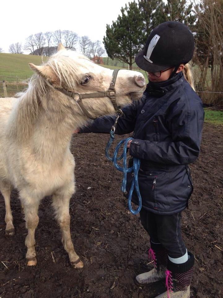 Welsh Partbred (Sec F) Agesergaards Golden Saga billede 33