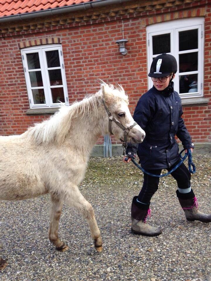 Welsh Partbred (Sec F) Agesergaards Golden Saga billede 34