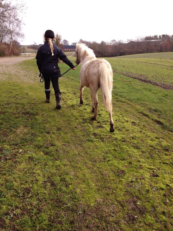 Welsh Partbred (Sec F) Agesergaards Golden Saga billede 35