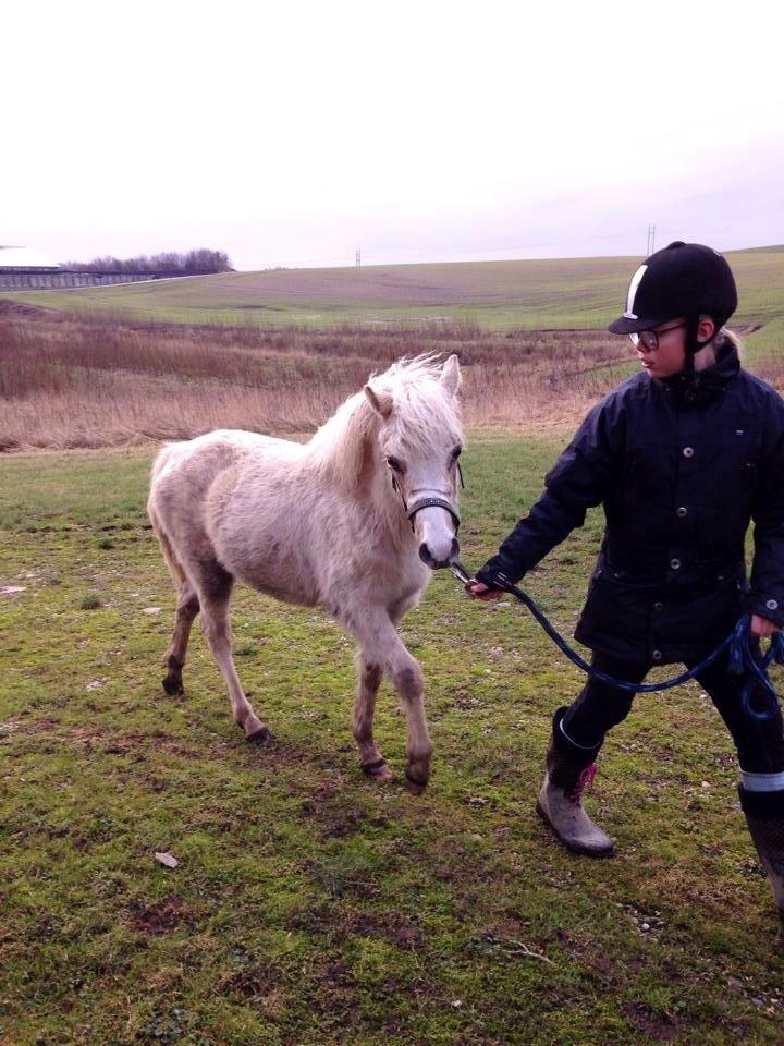 Welsh Partbred (Sec F) Agesergaards Golden Saga billede 36
