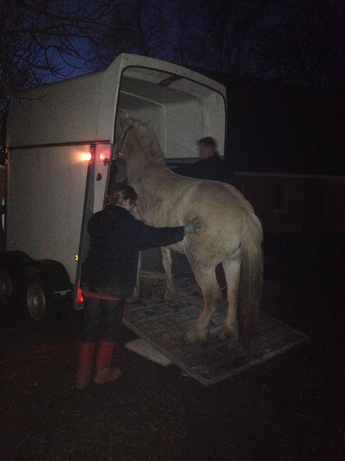 Fjordhest Karla - Karla ankommer d 21/2-2014 billede 1