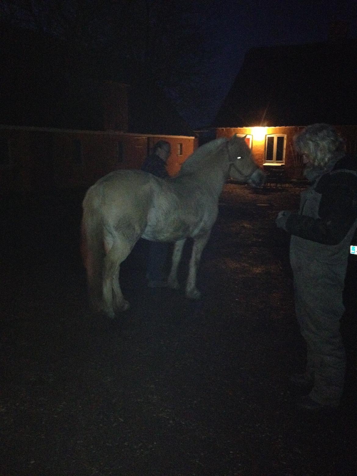 Fjordhest Karla - Karla lige kommet ud af traileren og skal nu se sit nye hjem, 21/2-14 :) billede 2