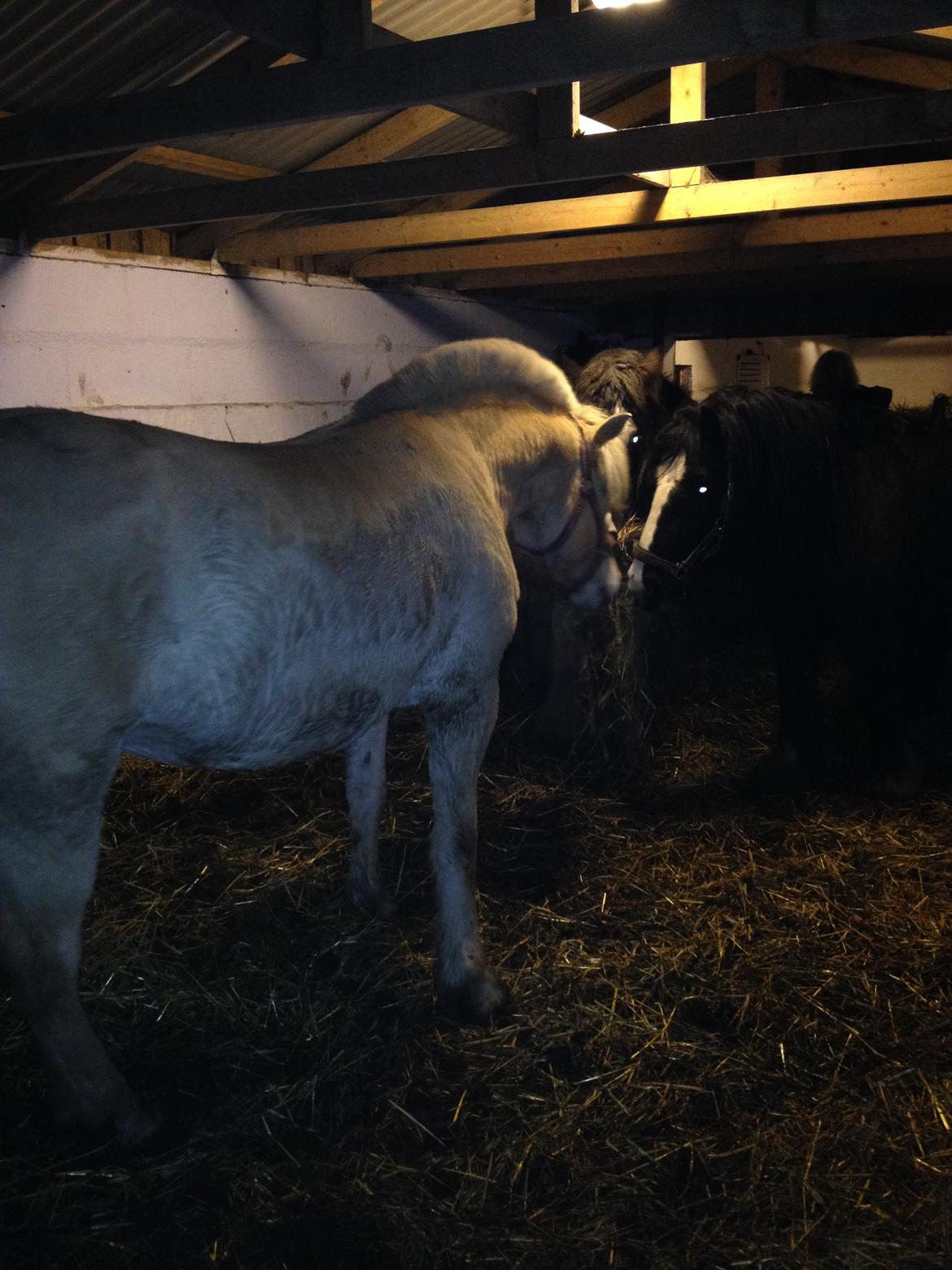 Fjordhest Karla - Karla hilser på mine andre heste, 21/2-14 billede 3