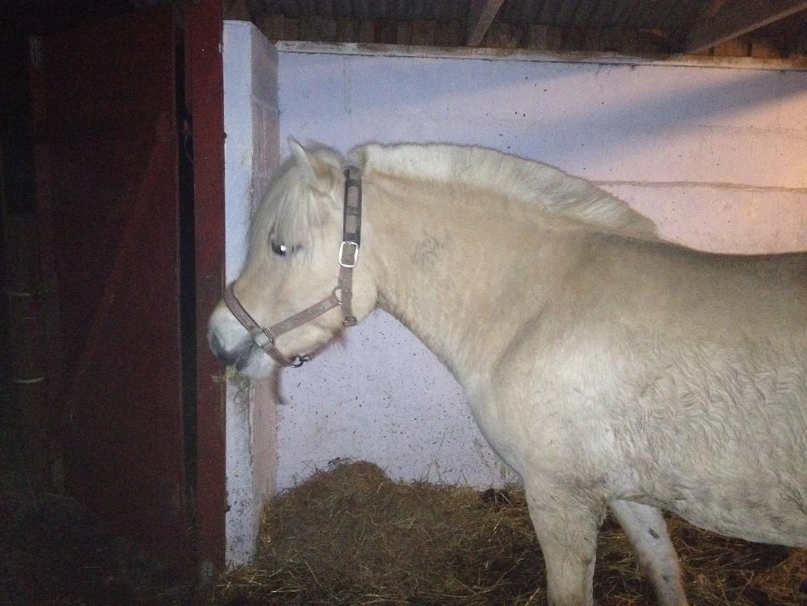 Fjordhest Karla - Så gumles der hø 21/2-14 billede 4