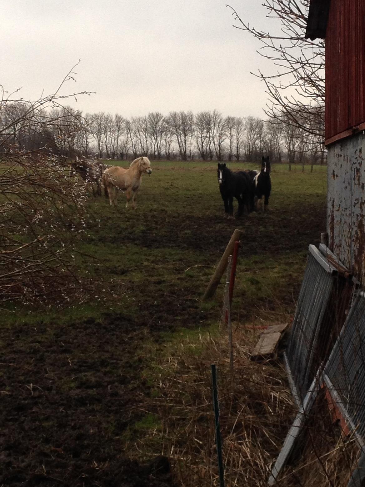 Fjordhest Karla - Om morgenen d 22/2-14 dagen efter jeg har købt hende :) billede 5