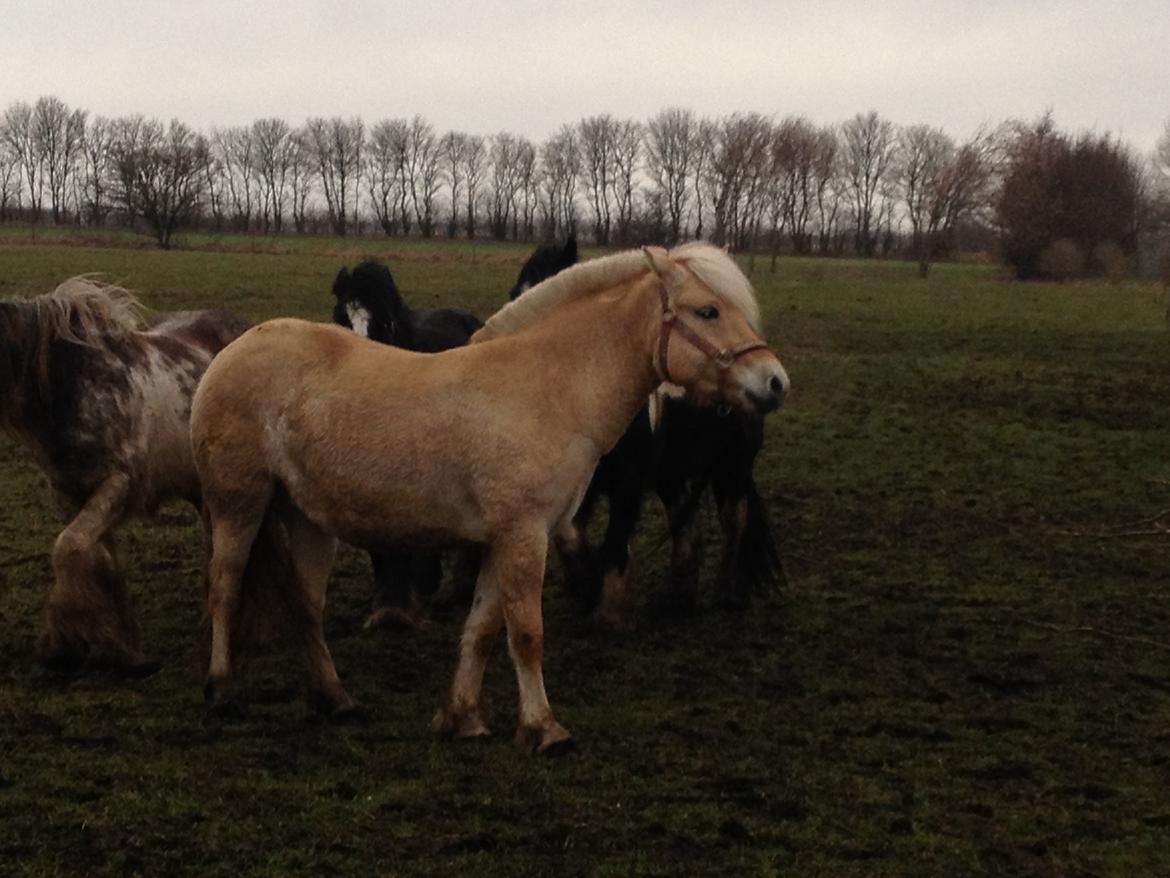 Fjordhest Karla - 22/2-14 billede 6