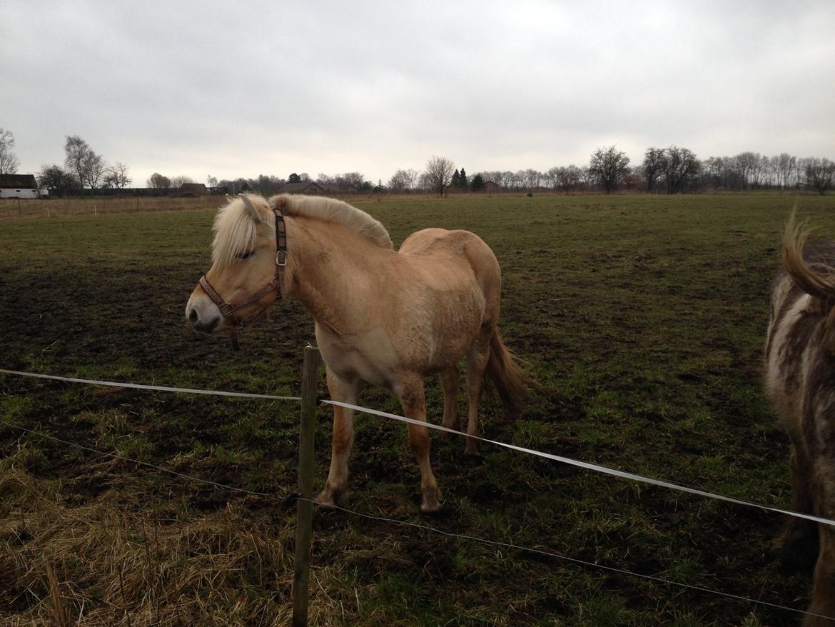 Fjordhest Karla - 22/2-14 billede 7