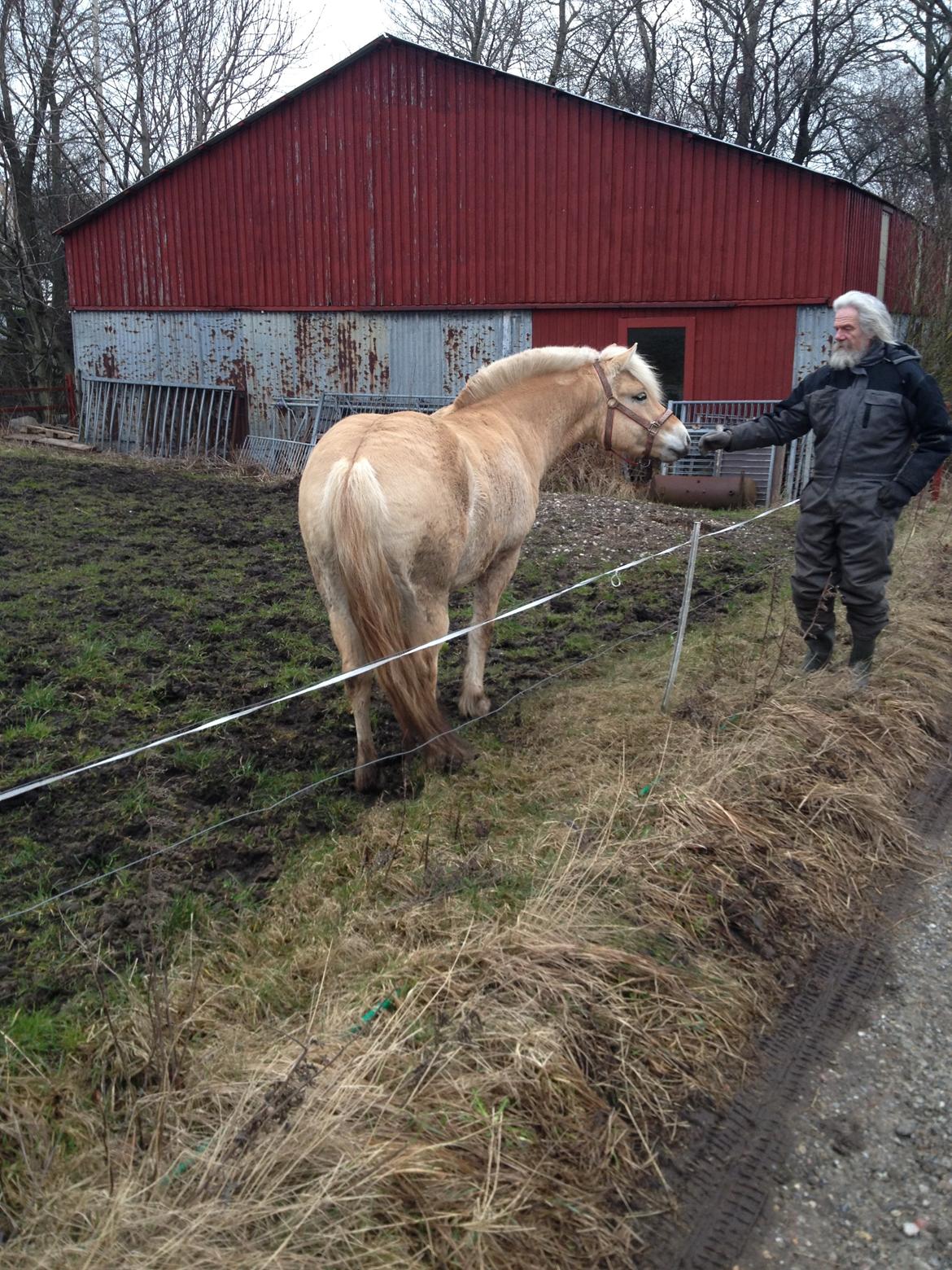Fjordhest Karla - Hilser på Aage 22/2-14 billede 8