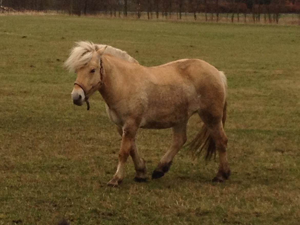 Fjordhest Karla - Hov er der en fold mere :) 22/2-14 billede 9