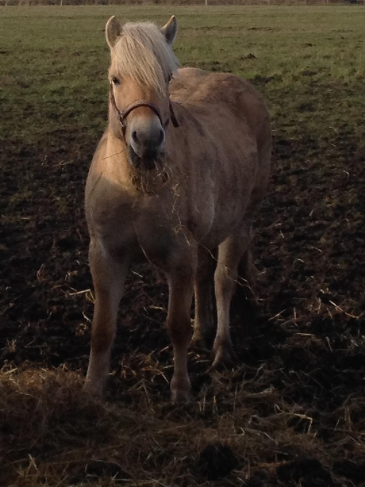 Fjordhest Karla - 23/2-14 Hygge på folden :) billede 10