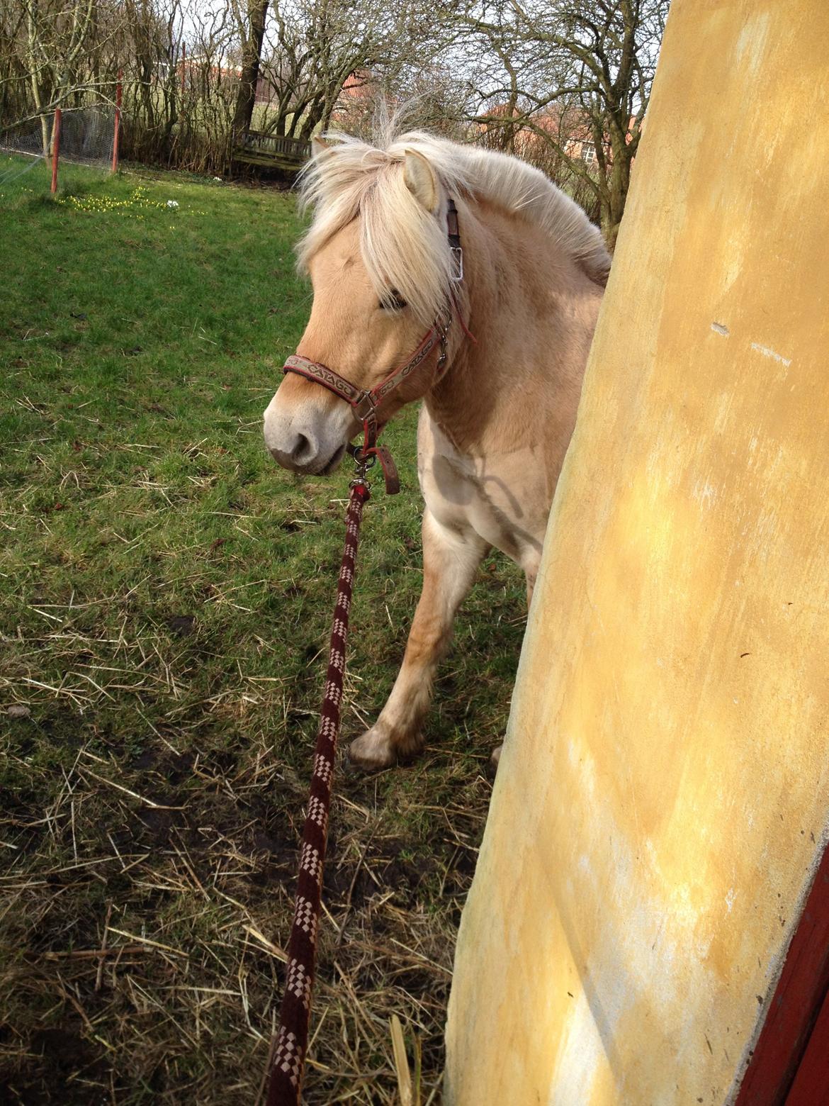 Fjordhest Karla - Skal lige se om det går an, at jeg går den vej. 23/2-14 billede 11