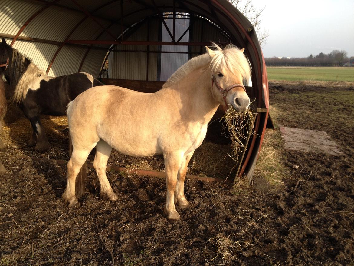 Fjordhest Karla - Så hygger Karla 25/2-14 billede 12
