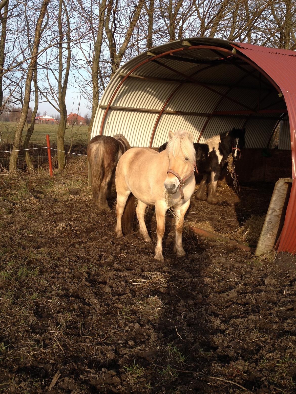 Fjordhest Karla - Dejligt med morgen sol :) 25/2-14 billede 13