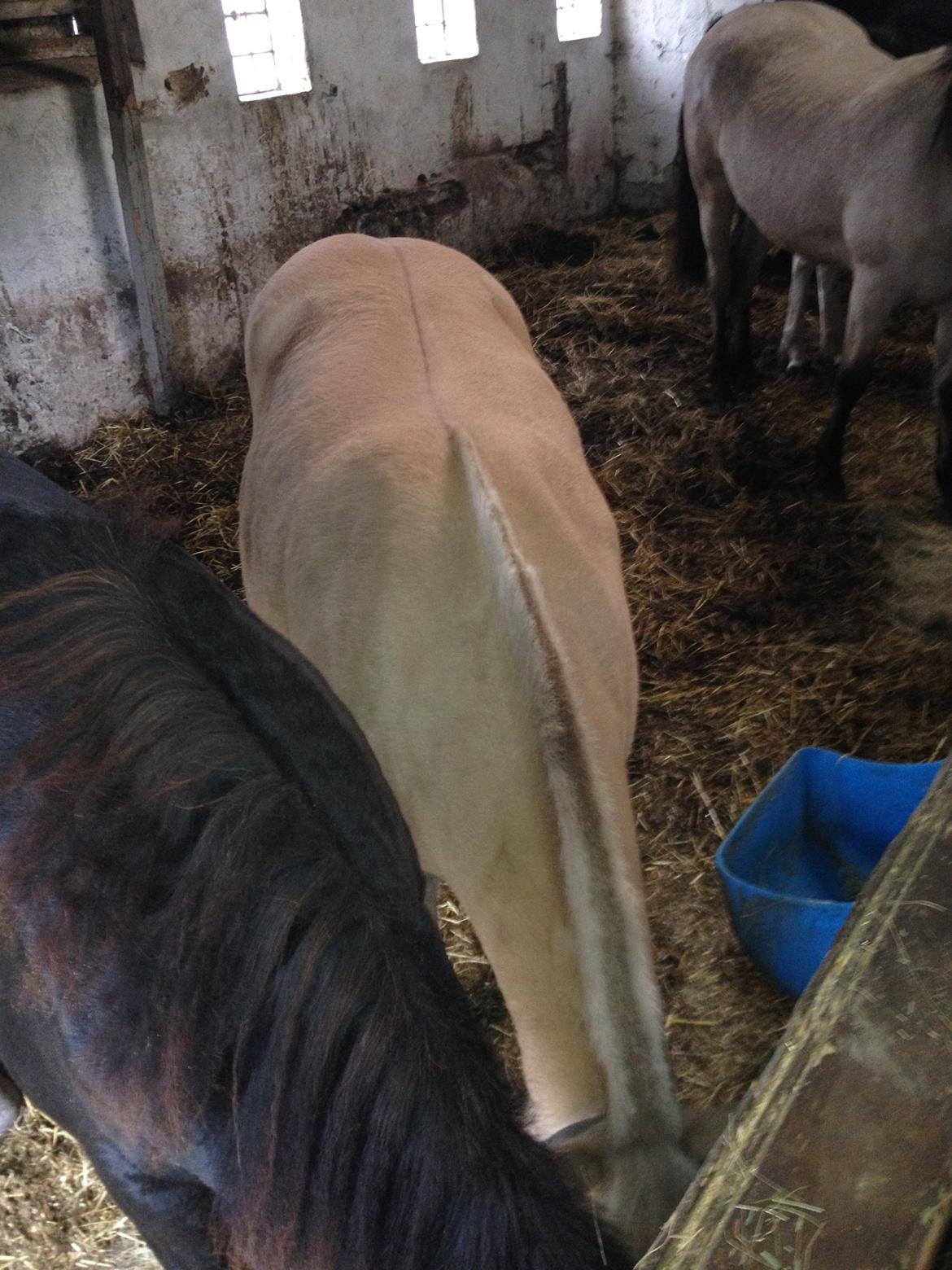 Fjordhest Karla - Efterår 2013 billede 14