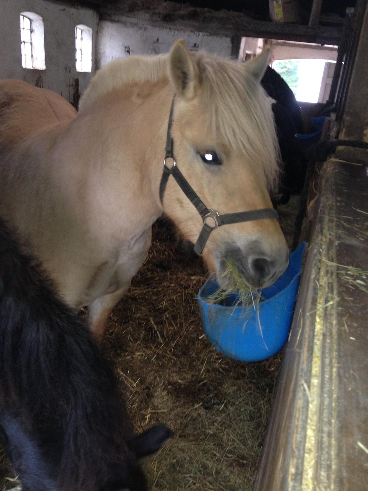 Fjordhest Karla - Efterår 2013 billede 15