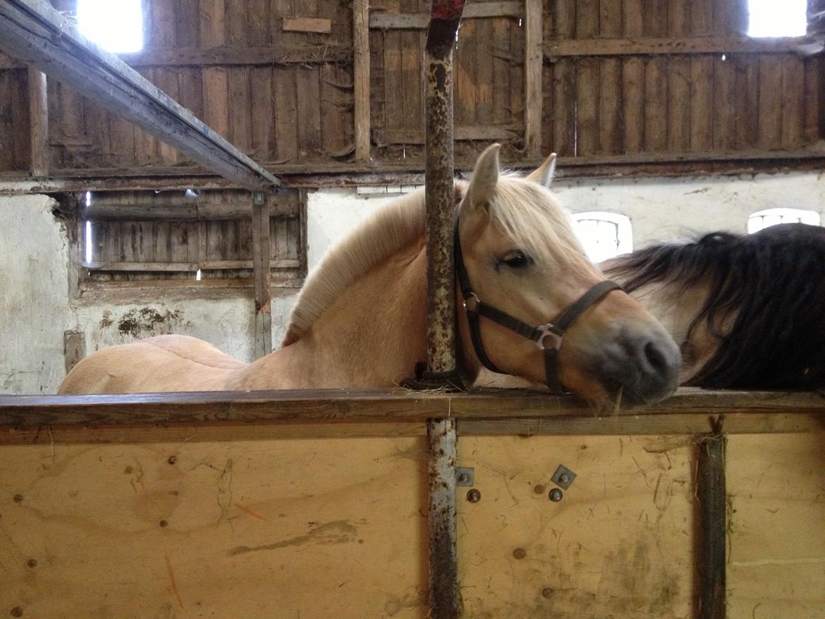 Fjordhest Karla - Sensommer 2013 billede 16