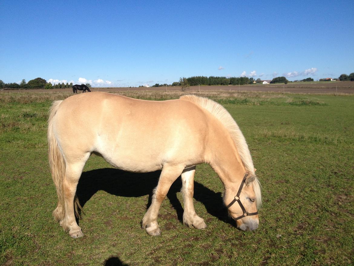 Fjordhest Karla - Dejlig efterårsdag 2013 billede 17