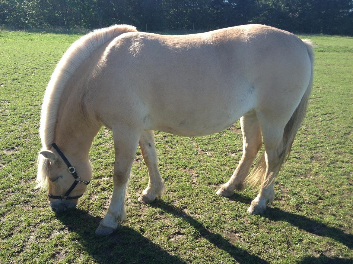 Fjordhest Karla - Efterårsdag 2013 billede 18