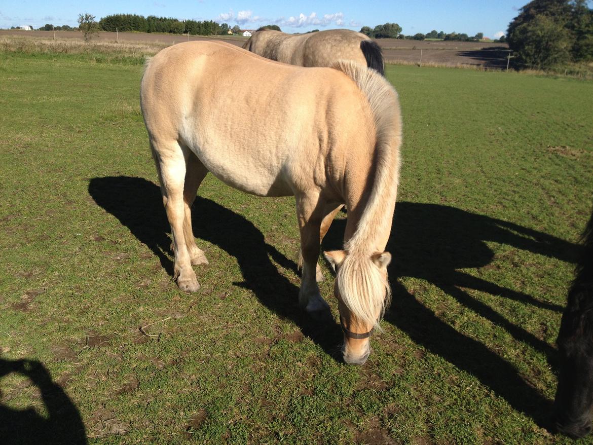 Fjordhest Karla - Efterårsdag 2013 billede 19