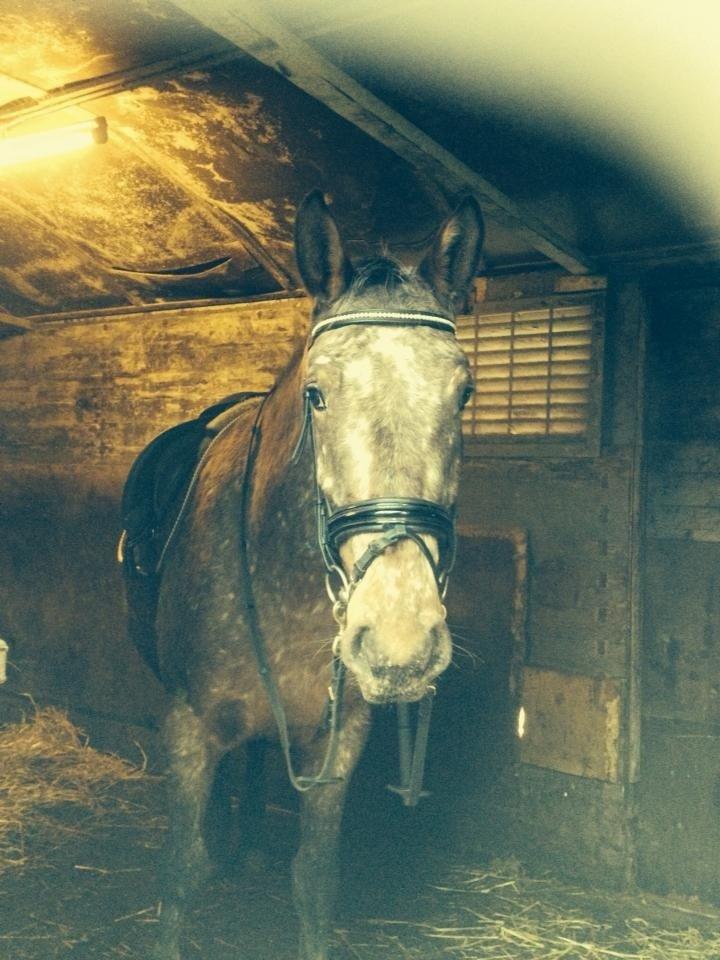 Knabstrupper Friis' Signe billede 5