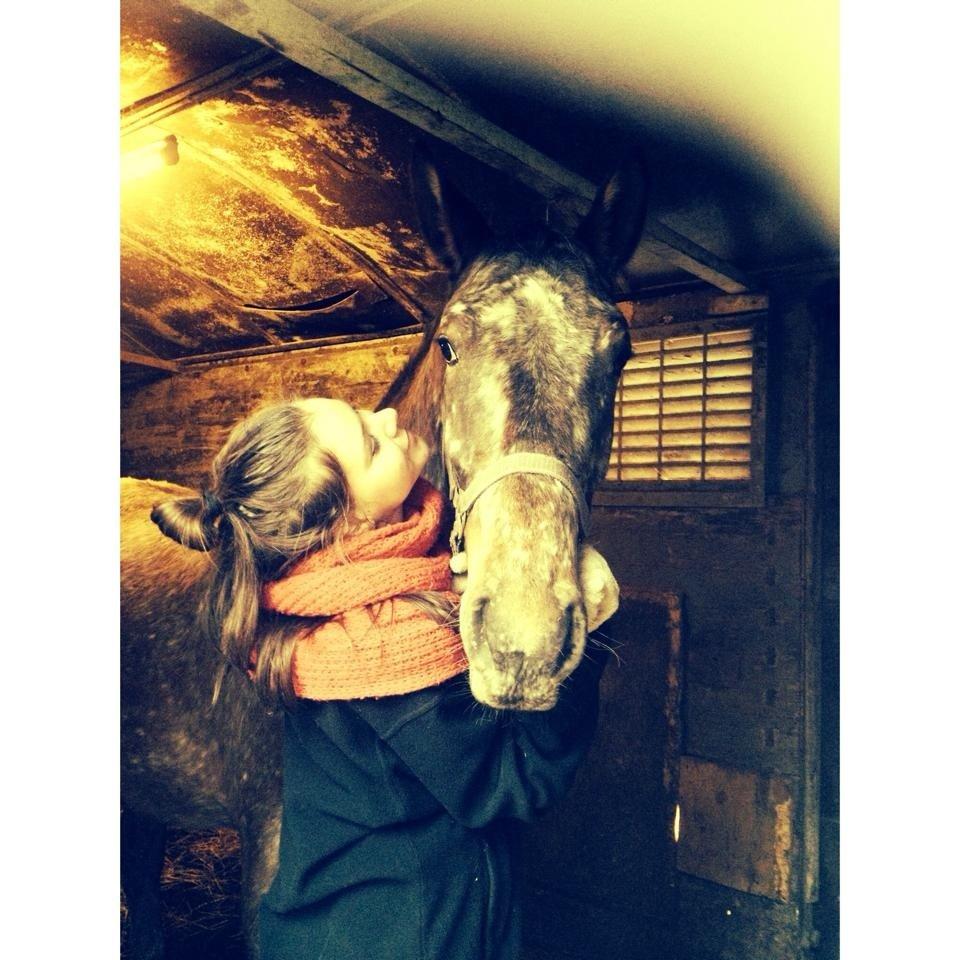 Knabstrupper Friis' Signe billede 12