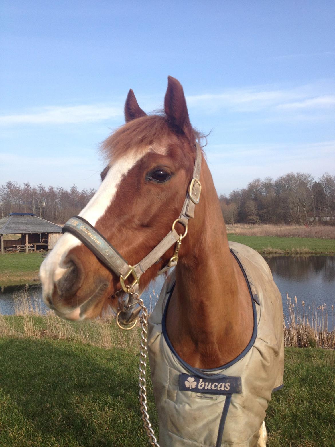 DSP Aagaards Beauty *B-pony* SOLGT  - Beauty blev sparket til dressurundervisning og blev stok halt så vi var lige ude at gå en tur og bagefter kom dyrlægen :)  billede 12