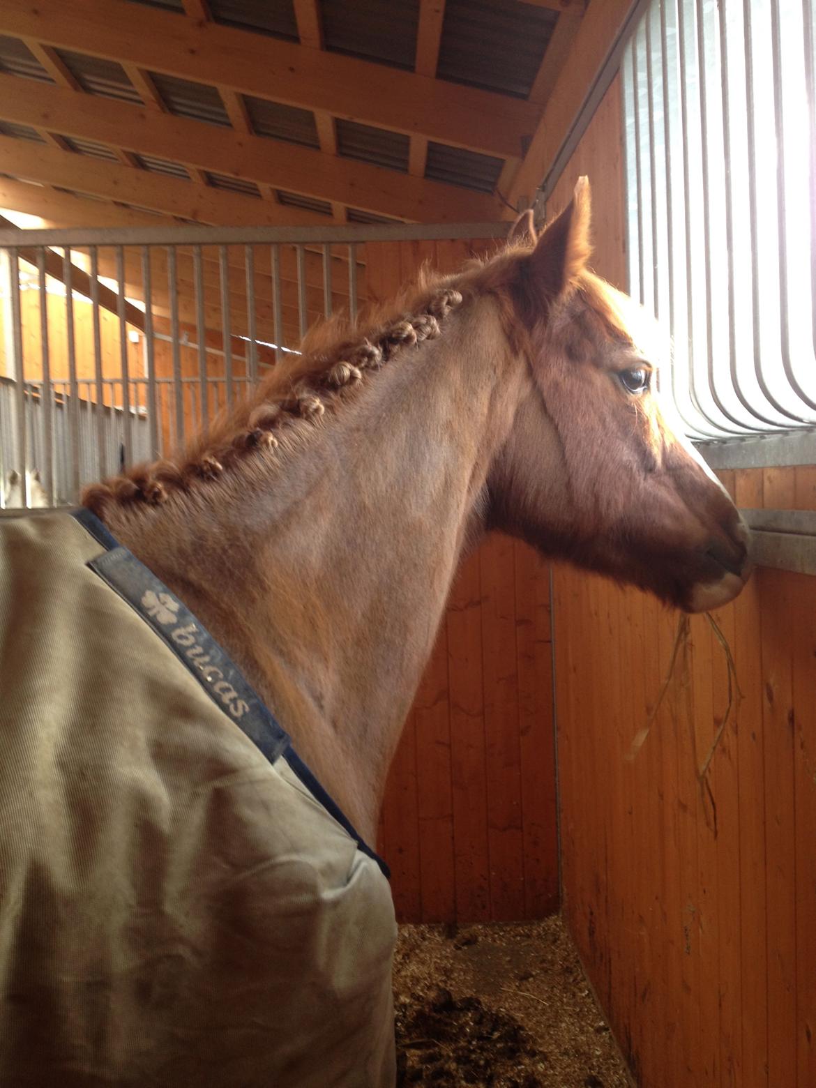 DSP Aagaards Beauty *B-pony* SOLGT  - Flettet til landstævne på borgen :-) billede 19