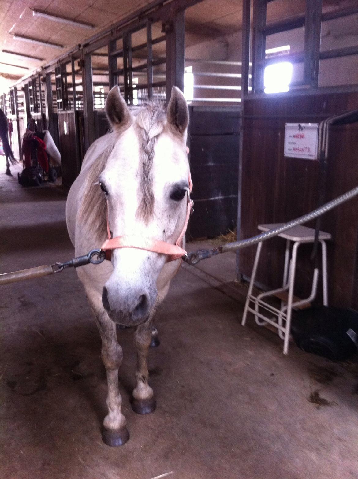 Anden særlig race Smil smilla<3 billede 1