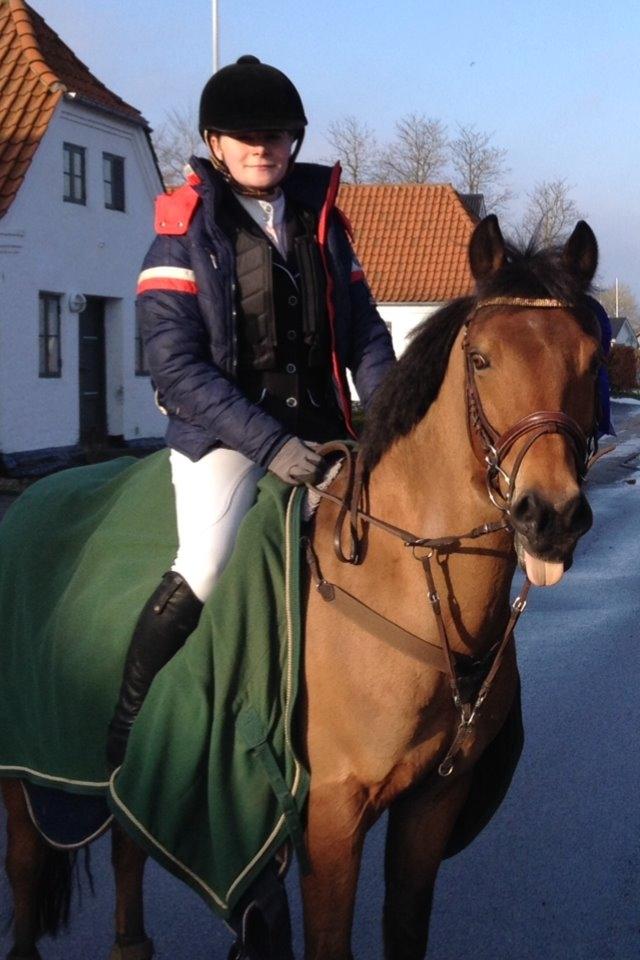 Irsk Sportspony Picasso - Elsker dig pony <3 billede 4