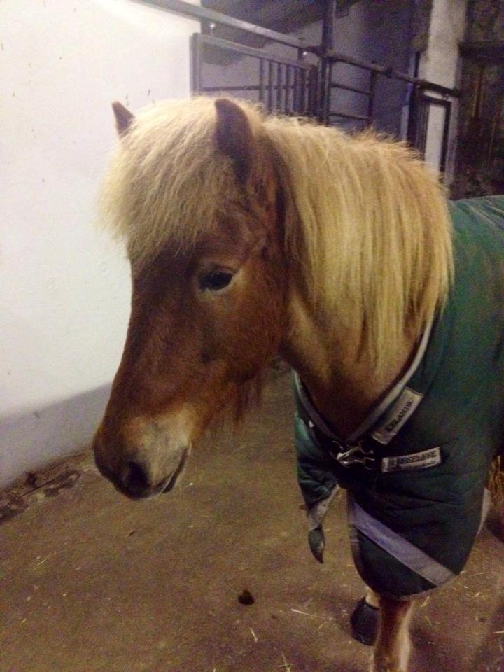 Islænder Glóa fra Lundhede billede 4