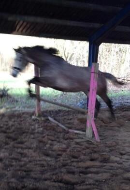 Trakehner Grenanda billede 20