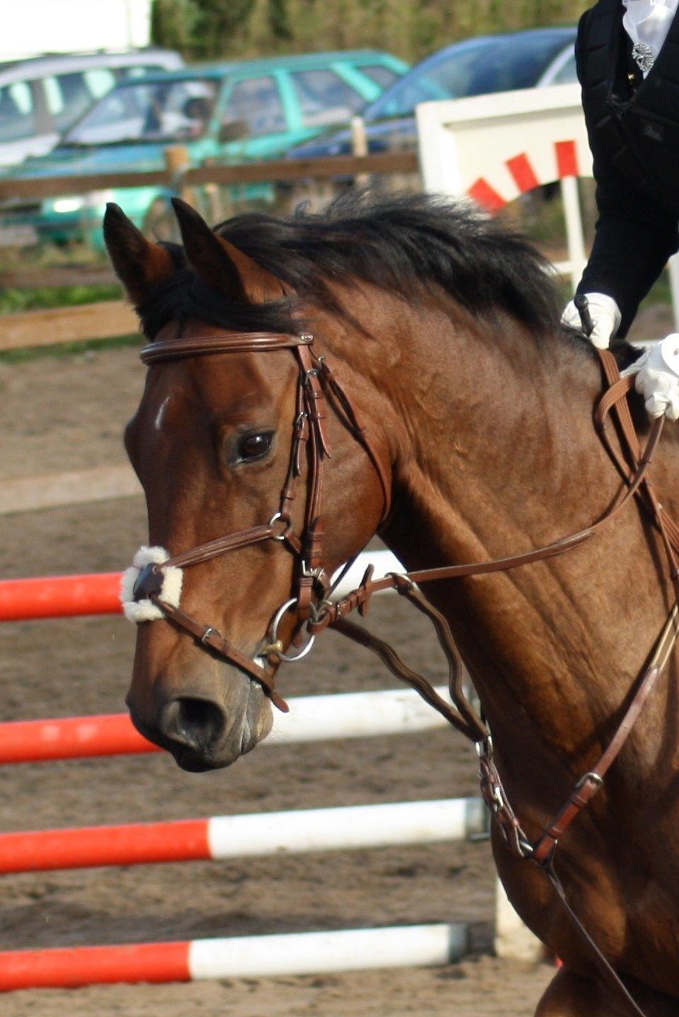 Dansk Varmblod Carismo billede 15