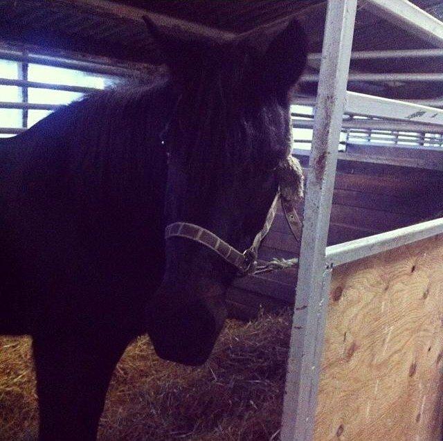 Anden særlig race Fara Diba - Ét af de gode minder <3 <3 billede 2