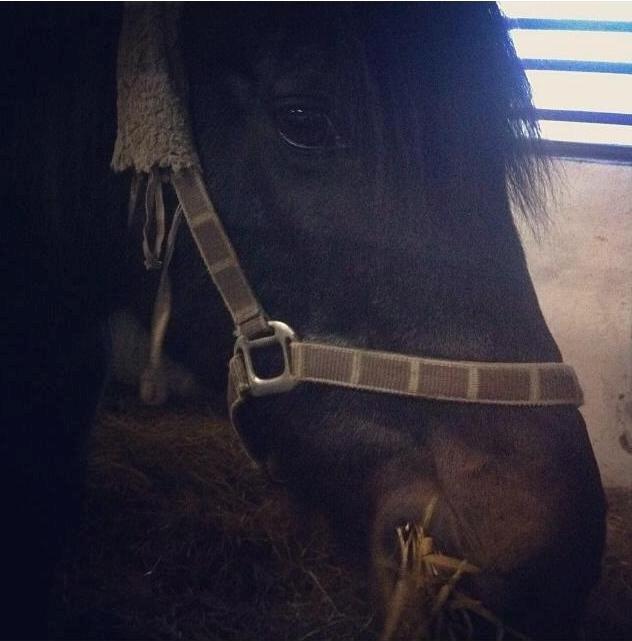 Anden særlig race Fara Diba - Ædeøre <3 billede 4