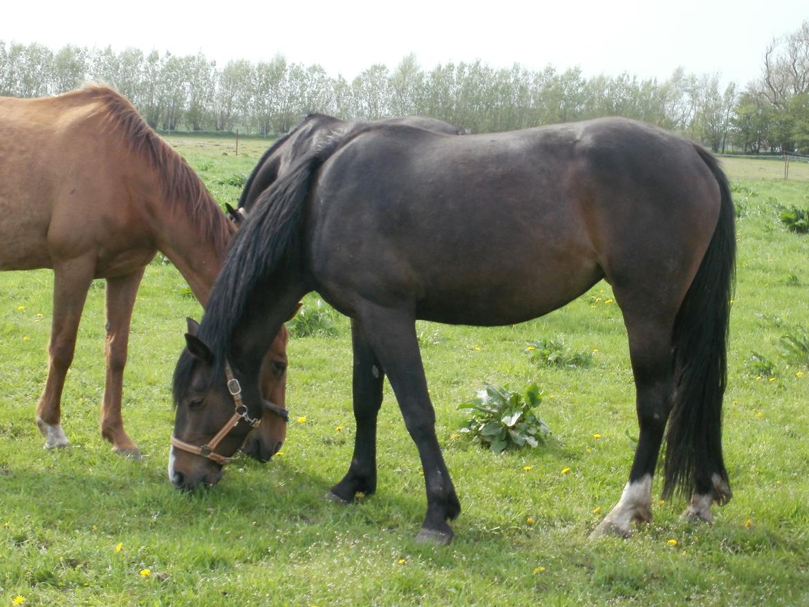 Anden særlig race Engbæks Lise-Lotte billede 14