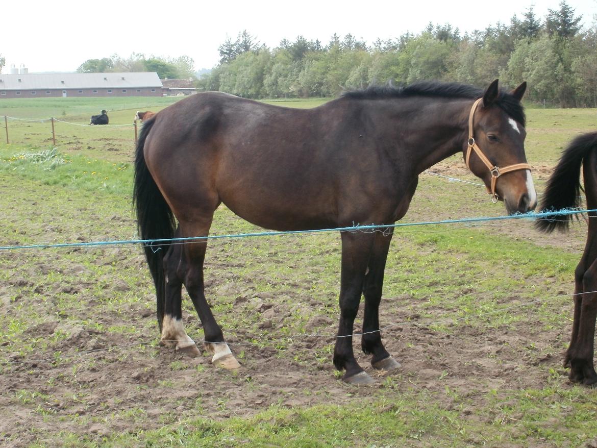 Anden særlig race Engbæks Lise-Lotte billede 15