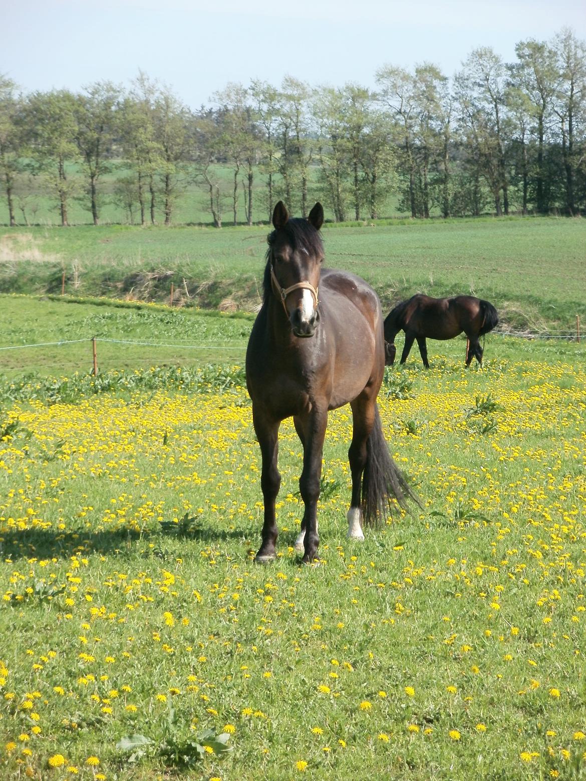 Anden særlig race Engbæks Lise-Lotte - sommer 2013 billede 16