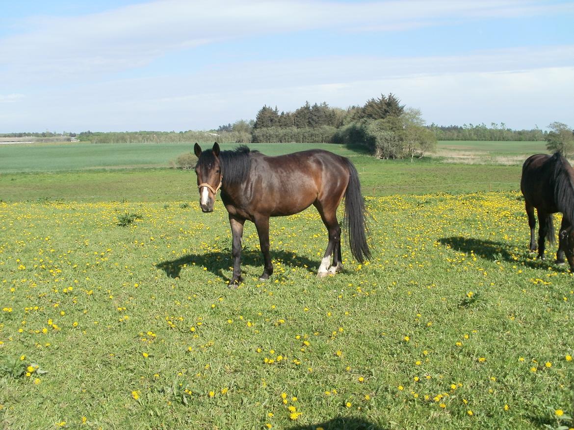 Anden særlig race Engbæks Lise-Lotte billede 17
