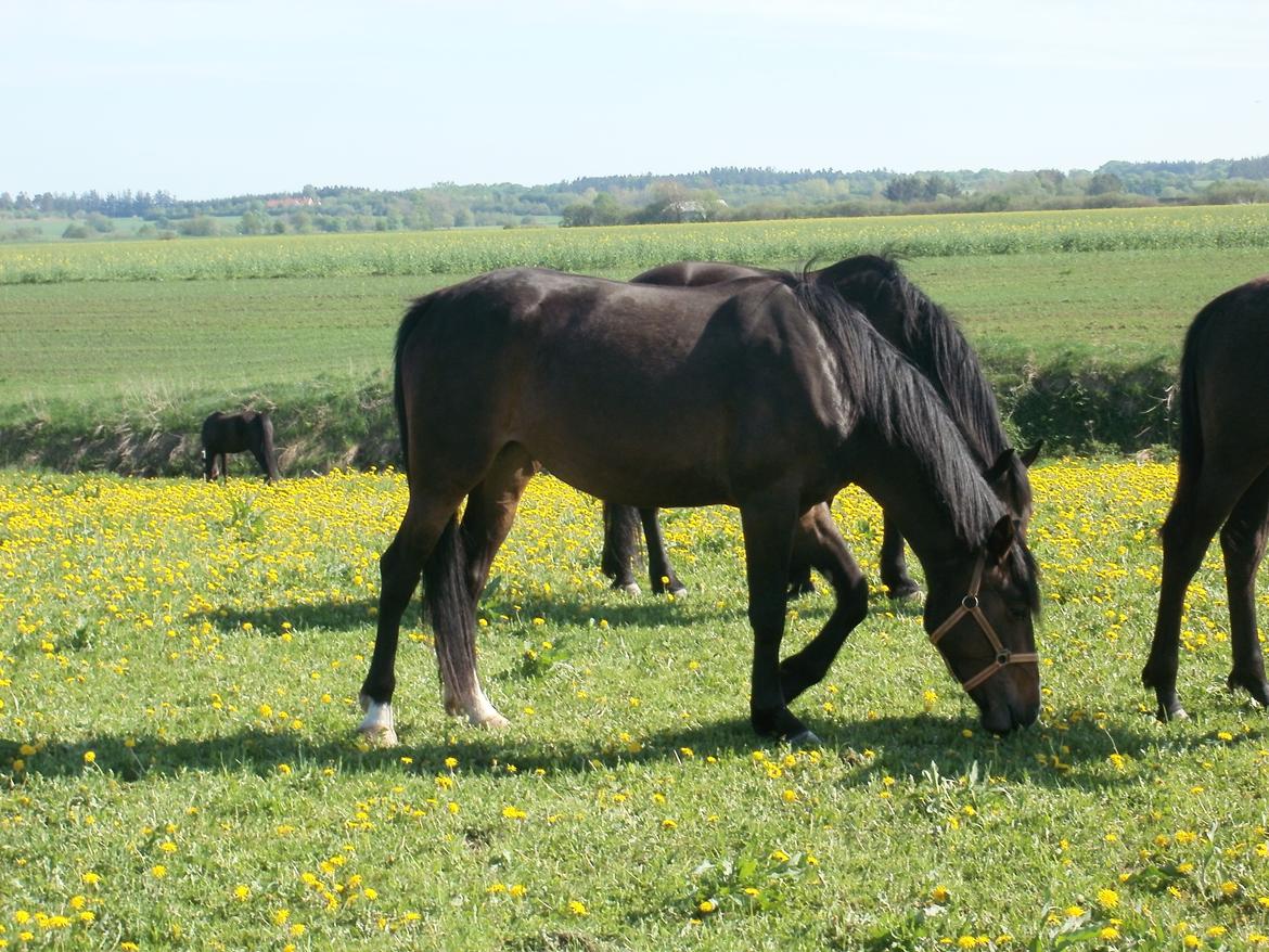 Anden særlig race Engbæks Lise-Lotte - sommer 2013 billede 18
