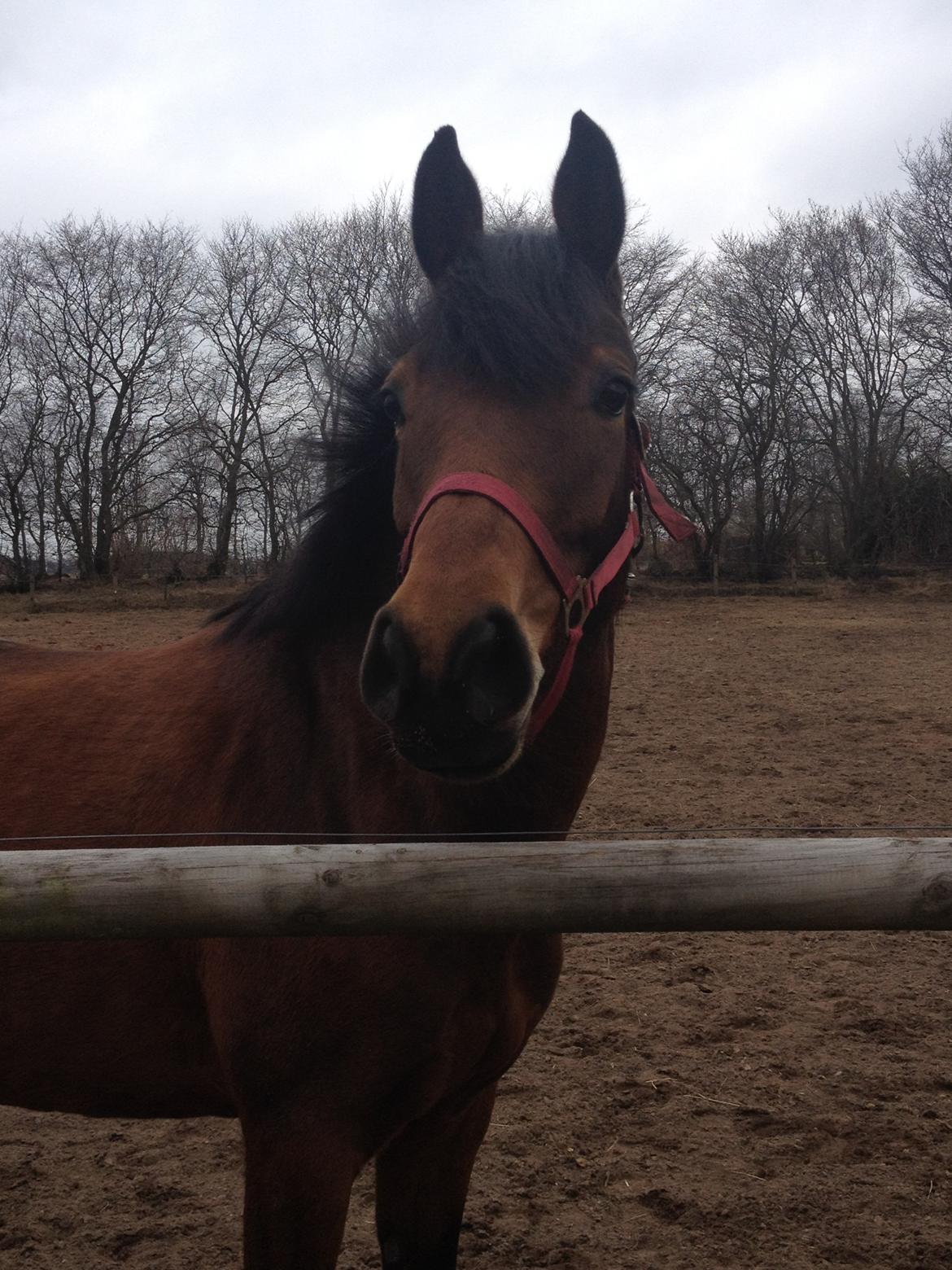 Anden særlig race Dee Dee Birkholm "ponydyret" <3 <3 billede 7