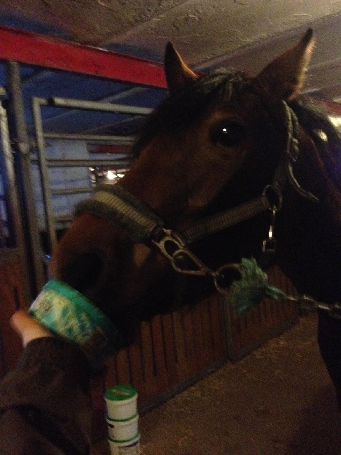 Anden særlig race Dee Dee Birkholm "ponydyret" <3 <3 - mhhhh... <3 billede 9