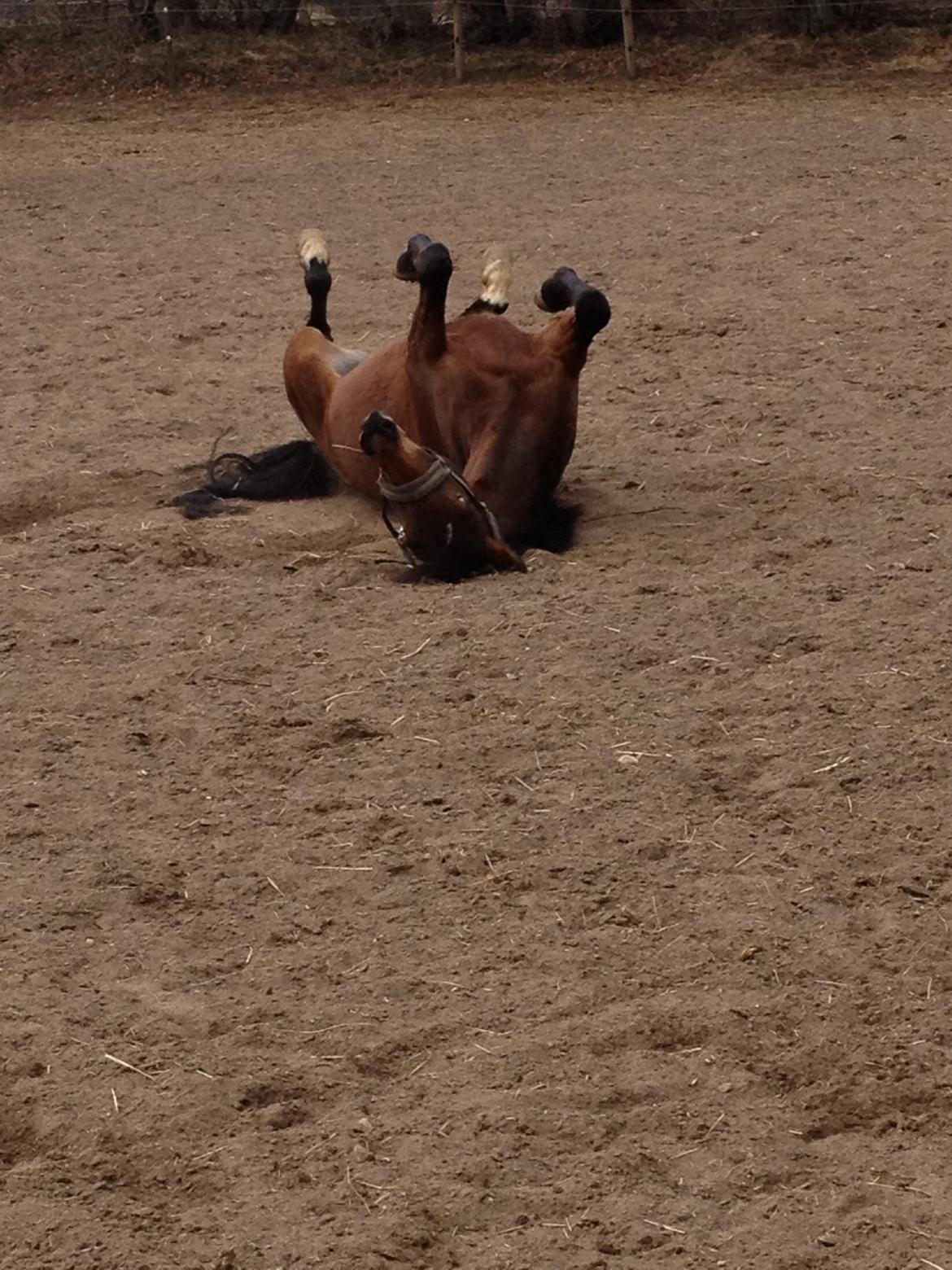 Anden særlig race Dee Dee Birkholm "ponydyret" <3 <3 - det er totalt dejligt at rulle sig... <3 billede 8